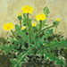 Hifumi Fukushima Gallery
